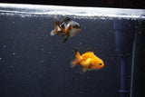 2Pack Thai Oranda   2 Inch (ID#1101ToPTD-12) Free2Day SHIPPING