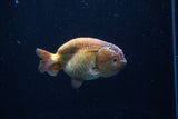 Ranchu  Lavender 3 Inch (ID#214R8c-55) Free2Day SHIPPING