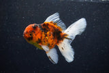 Thai Oranda  Calico 4.5 Inch (ID#1203To5b-98) Free2Day SHIPPING