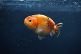 Juvenile Ranchu  Calico 3.5 Inch (ID#1213R9b-61) Free2Day SHIPPING