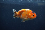 Juvenile Ranchu  Calico 3.5 Inch (ID#1213R9b-61) Free2Day SHIPPING