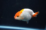 Juvenile Ranchu  Red White 3 Inch (ID#404R9b-52) Free2Day SHIPPING