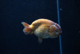 Ranchu  Lavender 3 Inch (ID#214R8c-55) Free2Day SHIPPING