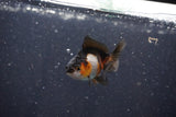 2Pack Thai Oranda   2 Inch (ID#1101ToPTD-12) Free2Day SHIPPING