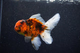 Thai Oranda  Calico 4.5 Inch (ID#1203To5b-98) Free2Day SHIPPING