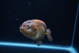 Ranchu  Lavender 3 Inch (ID#214R8c-55) Free2Day SHIPPING