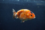 Juvenile Ranchu  Calico 3.5 Inch (ID#1213R9b-61) Free2Day SHIPPING