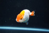 Juvenile Ranchu  Red White 3 Inch (ID#404R9b-52) Free2Day SHIPPING