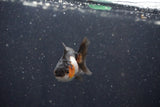 2Pack Thai Oranda   2 Inch (ID#1101ToPTD-12) Free2Day SHIPPING