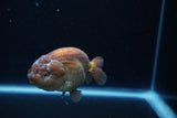 Ranchu  Lavender 3 Inch (ID#214R8c-55) Free2Day SHIPPING