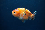 Juvenile Ranchu  Calico 3.5 Inch (ID#1213R9b-61) Free2Day SHIPPING