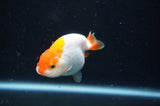 Juvenile Ranchu  Red White 3 Inch (ID#404R9b-52) Free2Day SHIPPING