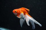 Ryukin Longtail Red White 4.5 Inch (ID#1011Ry7b-7) Free2Day SHIPPING