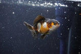 2Pack Thai Oranda   2 Inch (ID#1101ToPTD-12) Free2Day SHIPPING