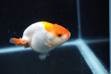 Juvenile Ranchu  Red White 3 Inch (ID#404R9b-52) Free2Day SHIPPING