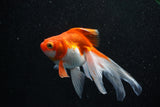 Ryukin Longtail Red White 4.5 Inch (ID#1011Ry7b-7) Free2Day SHIPPING