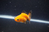 2Pack Thai Oranda   2 Inch (ID#1101ToPTD-12) Free2Day SHIPPING