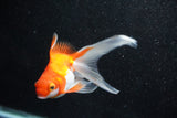 Ryukin Longtail Red White 4.5 Inch (ID#1011Ry7b-7) Free2Day SHIPPING