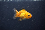 2Pack Thai Oranda   2 Inch (ID#1101ToPTD-12) Free2Day SHIPPING