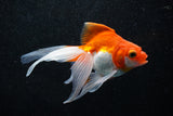 Ryukin Longtail Red White 4.5 Inch (ID#1011Ry7b-7) Free2Day SHIPPING