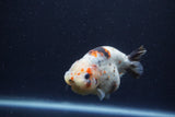 Juvenile Ranchu  Calico 3.5 Inch (ID#1213R9b-62) Free2Day SHIPPING