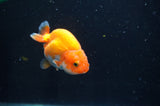 Juvenile Ranchu  Red White 2.5 Inch (ID#404R9b-53) Free2Day SHIPPING