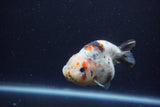 Juvenile Ranchu  Calico 3.5 Inch (ID#1213R9b-62) Free2Day SHIPPING