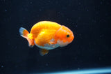 Juvenile Ranchu  Red White 2.5 Inch (ID#404R9b-53) Free2Day SHIPPING