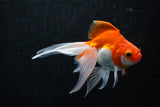 Ryukin Longtail Red White 4.5 Inch (ID#1011Ry7b-7) Free2Day SHIPPING