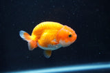 Juvenile Ranchu  Red White 2.5 Inch (ID#404R9b-53) Free2Day SHIPPING
