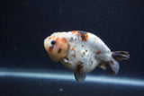 Juvenile Ranchu  Calico 3.5 Inch (ID#1213R9b-62) Free2Day SHIPPING