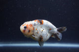 Juvenile Ranchu  Calico 3.5 Inch (ID#1213R9b-62) Free2Day SHIPPING