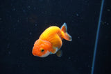 Juvenile Ranchu  Red White 2.5 Inch (ID#404R9b-53) Free2Day SHIPPING