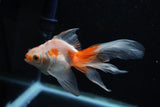 Ryukin Longtail Red White 4.5 Inch (ID#1011Ry7b-8) Free2Day SHIPPING