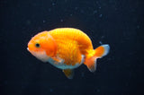 Juvenile Ranchu  Red White 2.5 Inch (ID#404R9b-53) Free2Day SHIPPING