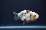 Juvenile Ranchu  Calico 3.5 Inch (ID#1213R9b-62) Free2Day SHIPPING