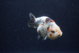 Juvenile Ranchu  Calico 3.5 Inch (ID#1213R9b-62) Free2Day SHIPPING