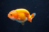 Juvenile Ranchu  Red White 2.5 Inch (ID#404R9b-53) Free2Day SHIPPING