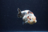 Juvenile Ranchu  Calico 3.5 Inch (ID#1213R9b-62) Free2Day SHIPPING