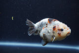 Juvenile Ranchu  Calico 3.5 Inch (ID#1213R9b-62) Free2Day SHIPPING