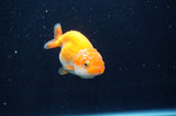 Juvenile Ranchu  Red White 3 Inch (ID#404R9b-54) Free2Day SHIPPING