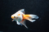 Ryukin Longtail Red White 4.5 Inch (ID#1011Ry7b-8) Free2Day SHIPPING