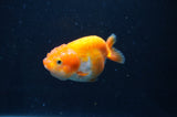 Juvenile Ranchu  Red White 3 Inch (ID#404R9b-54) Free2Day SHIPPING
