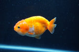 Juvenile Ranchu  Red White 3 Inch (ID#404R9b-54) Free2Day SHIPPING