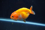Juvenile Ranchu  Red White 3 Inch (ID#404R9b-54) Free2Day SHIPPING