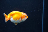 Juvenile Ranchu  Red White 3 Inch (ID#404R9b-54) Free2Day SHIPPING