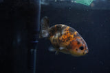 Juvenile Ranchu  Calico 3 Inch (ID#1217R9b-52) Free2Day SHIPPING