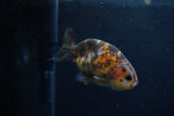 Juvenile Ranchu  Calico 3 Inch (ID#1217R9b-52) Free2Day SHIPPING