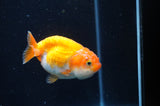 Juvenile Ranchu  Red White 3 Inch (ID#404R9b-54) Free2Day SHIPPING