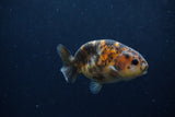 Juvenile Ranchu  Calico 3 Inch (ID#1217R9b-52) Free2Day SHIPPING